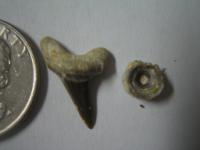 Fossil Pearl
